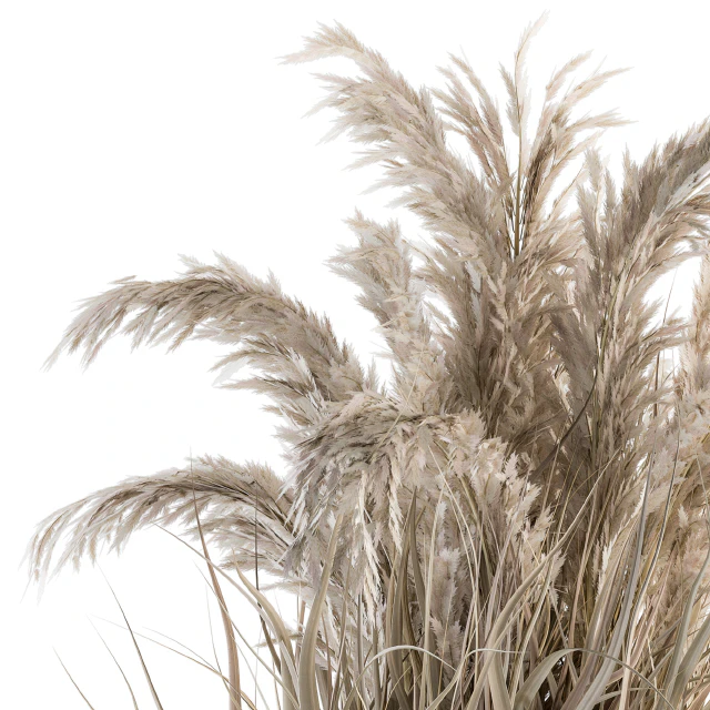 indoor Plant Set 115 - Dried Plant — Descargar