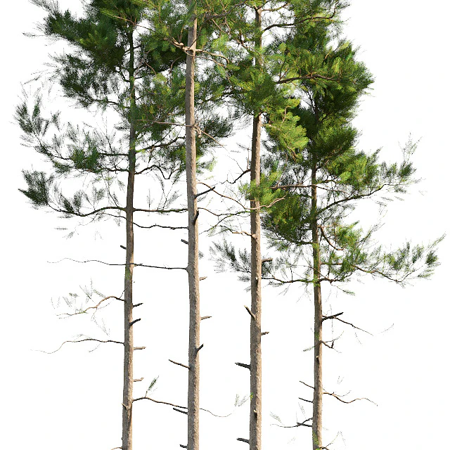Pine trees — Descargar
