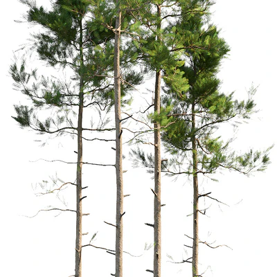 Pine trees — Ver 2