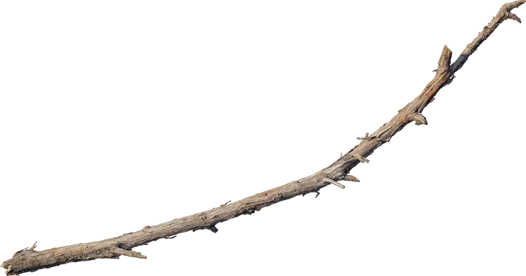 desert western tree branch juniper 004 — Скачать
