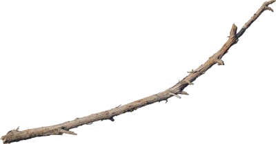desert western tree branch juniper 004 — Скачать