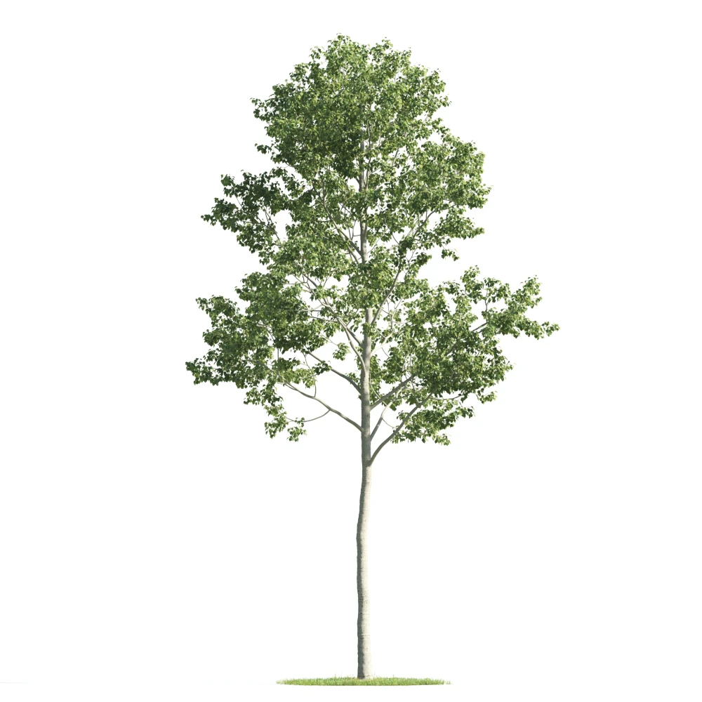 trees 028 — Descargar