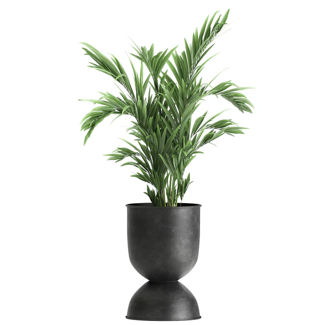 Collection of plants in black metal pots with Strelitzia, banana palm, Alokasia, rapeseed. Set 897. — Descargar
