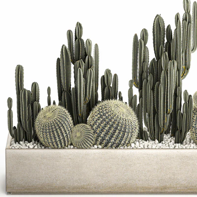 Collection of desert plants in a vase of cacti, cereus and echinocactus, barrel cactus. Set 1097. — Ver 4