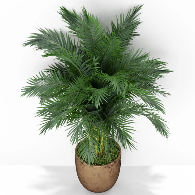 Plants collection 386 — Descargar