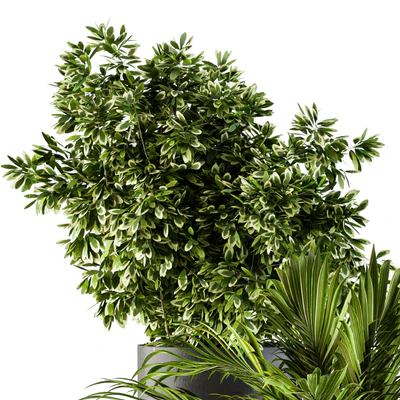 indoor Plant Set 90 - Black and Gold — Ver 2