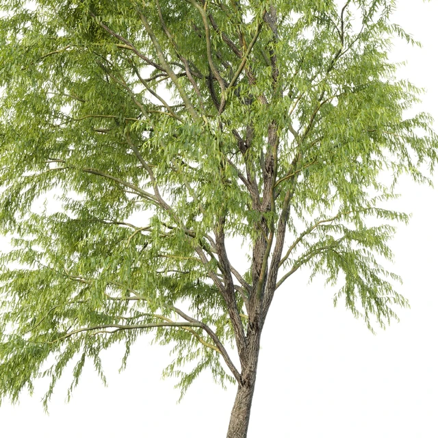 Ива извилистая / Willow / Salix matsudana #3 — Скачать