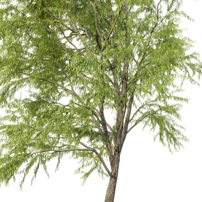Ива извилистая / Willow / Salix matsudana #3 — Вид 2