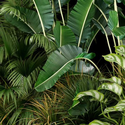 Plants collection 237 — Ver 5