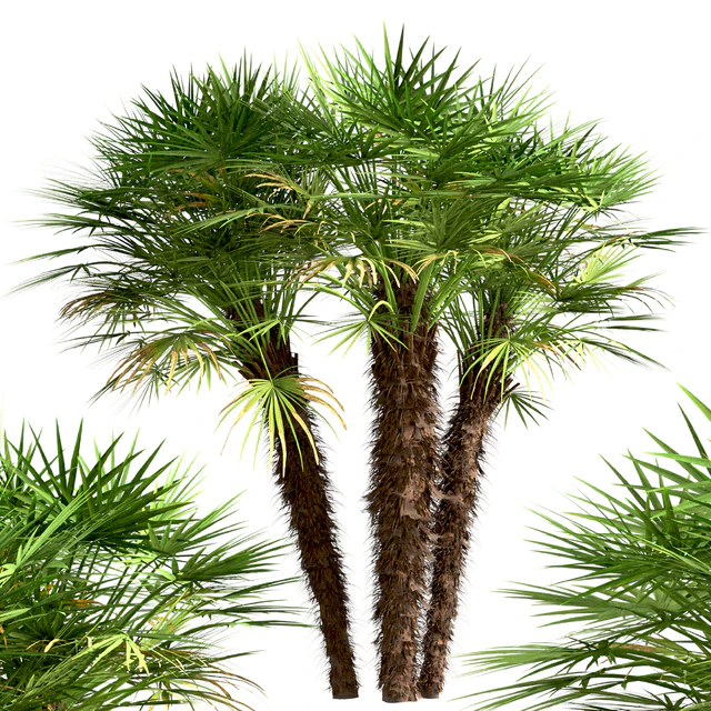 Set of European Fan Palm trees (Chamaerops Humilis) (3 Trees) — Descargar