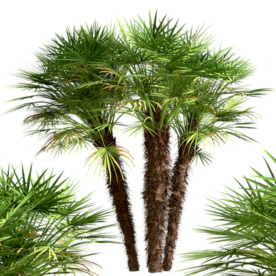 Set of European Fan Palm trees (Chamaerops Humilis) (3 Trees) — Ver 4