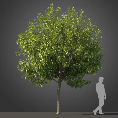 subtropical trees 005 — Скачать