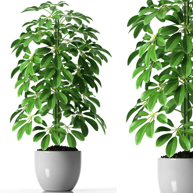 SCHEFFLERA PLANTS 35 — Скачать