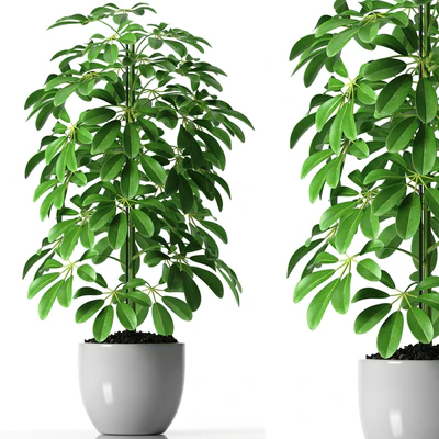 SCHEFFLERA PLANTS 35 — Скачать