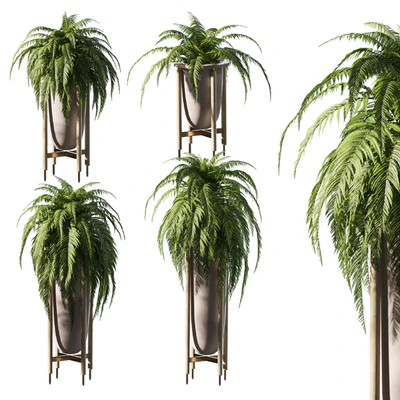 Fern in pots. 4 models — Ver 1