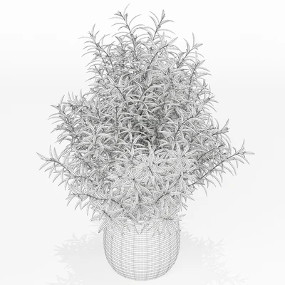 Plants collection 167 — Ver 3