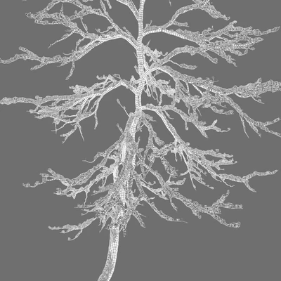winter young trees — Ver 4