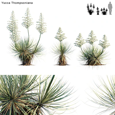 Yucca Thompsoniana | Beaked Yucca flower — Вид 1