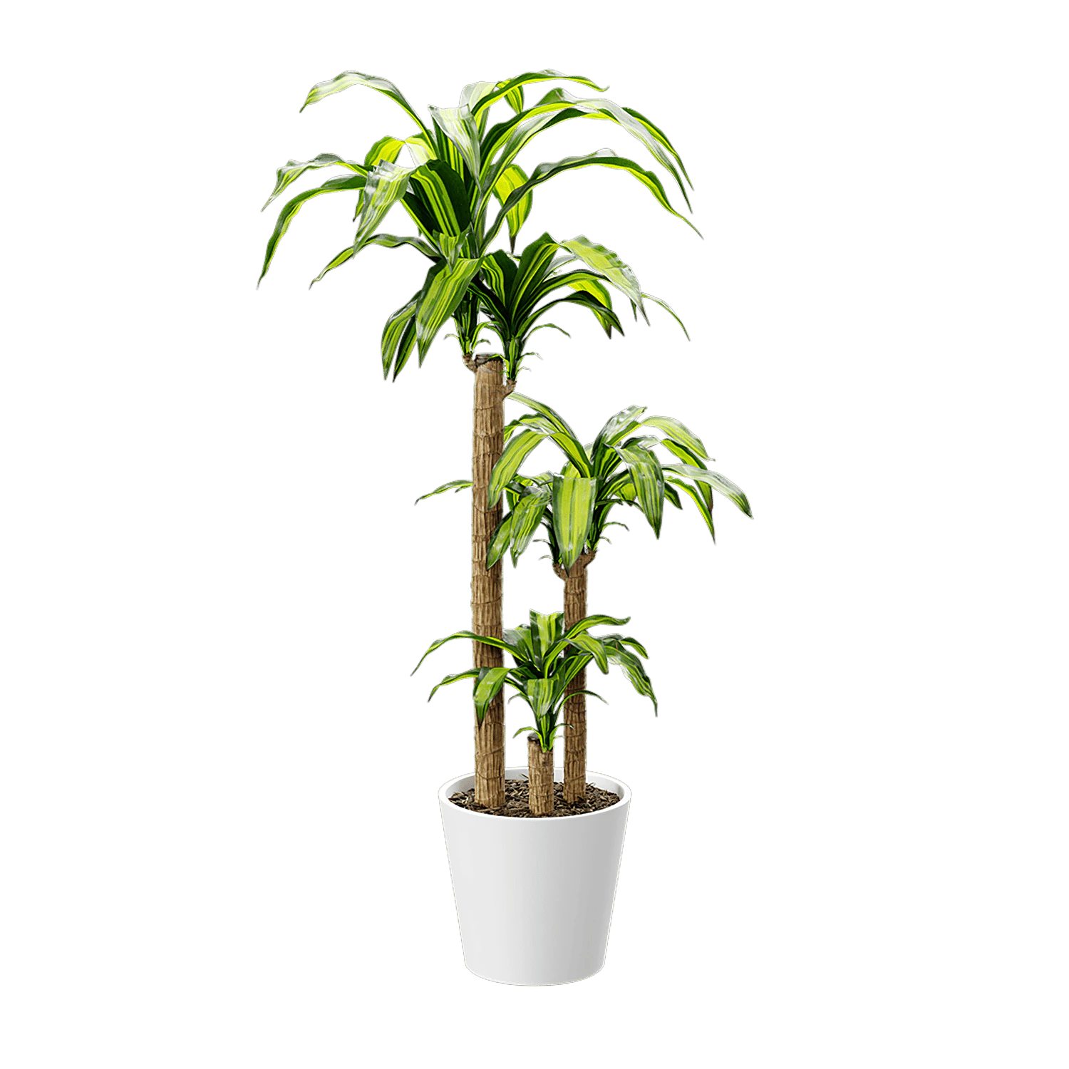 plant dracaena mass cane — Скачать