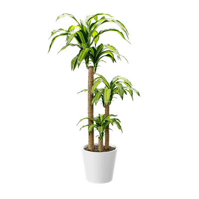 plant dracaena mass cane — Скачать
