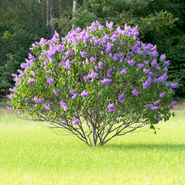 Syringa vulgaris — Скачать