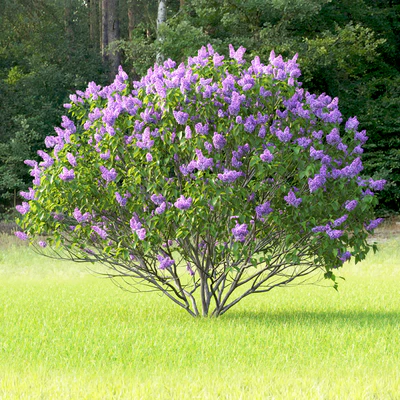 Syringa vulgaris — Вид 3
