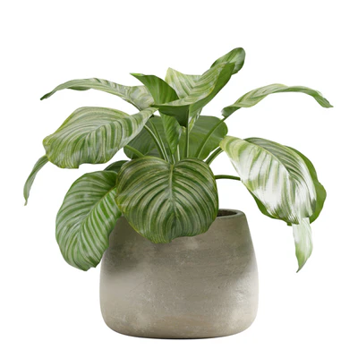 Potted Calathea Orbifolia — Вид 5