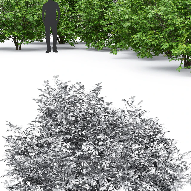 Euonymus — Descargar