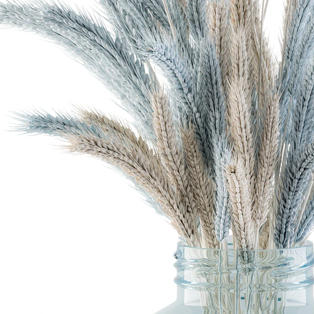 Dry Plants 20 - Blue and Cream Wheat in jam Glass — Descargar