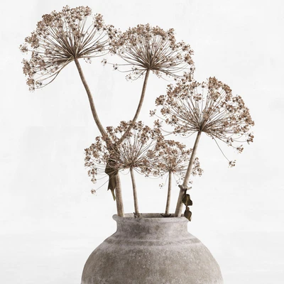Hogweed in a clay vase — Ver 5