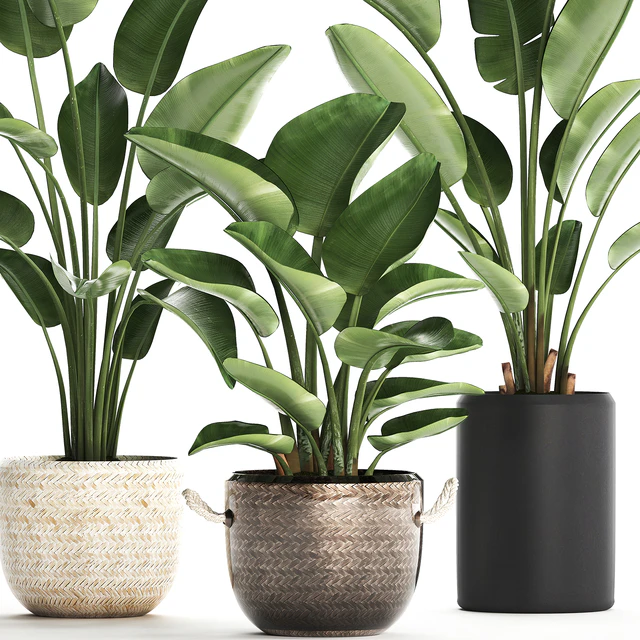 Plant Collection 445. banana palm, basket, rattan, bush, strelitzia, strelitzia, interior, office plants — Descargar
