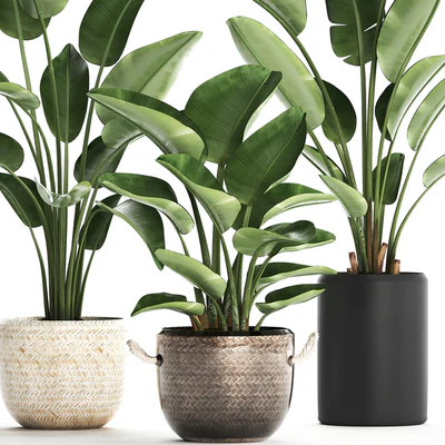 Plant Collection 445. banana palm, basket, rattan, bush, strelitzia, strelitzia, interior, office plants — Ver 3