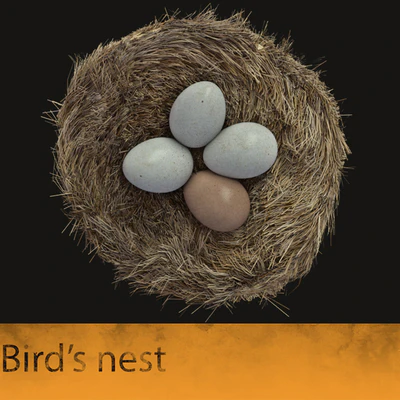 Bird's nest — Descargar
