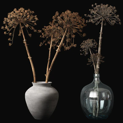 Old heracleum — Вид 1