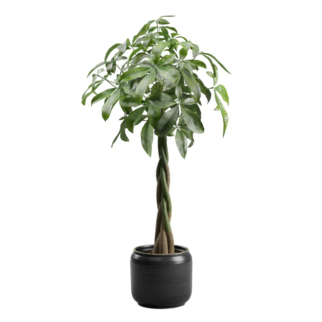 Pachira Aquatica in Dark Planter — Descargar