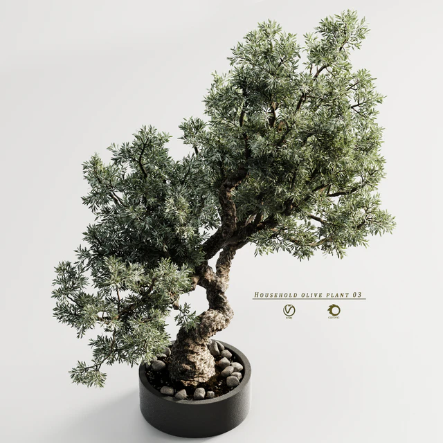Household olive plant 03 — Скачать