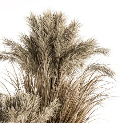 indoor Plant Set 224 -Big Pampas — Вид 3