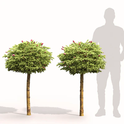 Picea Wild Strawberry — Ver 6