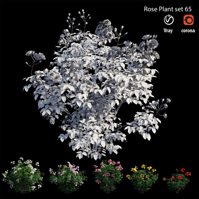 Rose plant set 65 — Descargar