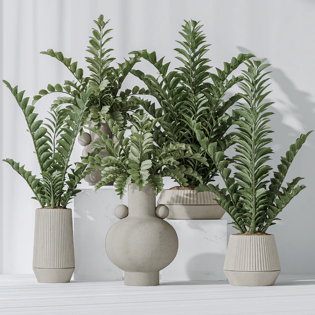 Zamioculcas Zamiifolia Araceae — Descargar