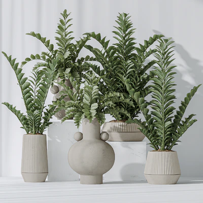 Zamioculcas Zamiifolia Araceae — Ver 7