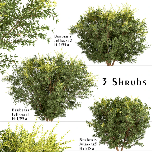 Set of Berberis julianae Shrubs (Wintergreen barberry) (3 Shrubs) — Скачать