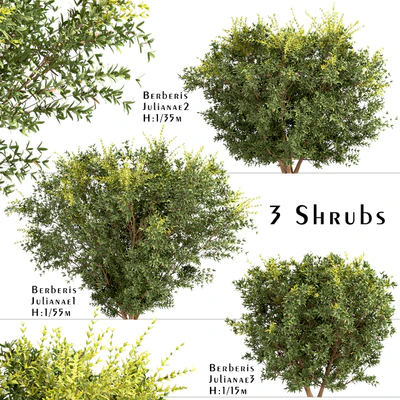 Set of Berberis julianae Shrubs (Wintergreen barberry) (3 Shrubs) — Вид 1