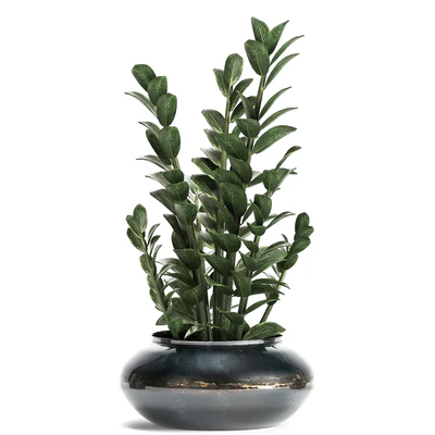 Collection of small plants in luxury pots with Zamiokulkas flower, money tree. Set 872. — Ver 4