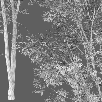 Ash — Вид 4