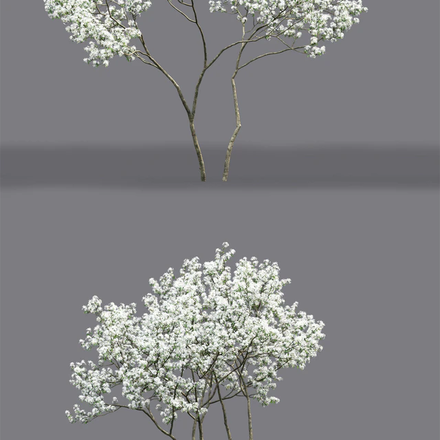 Amelanchier — Descargar