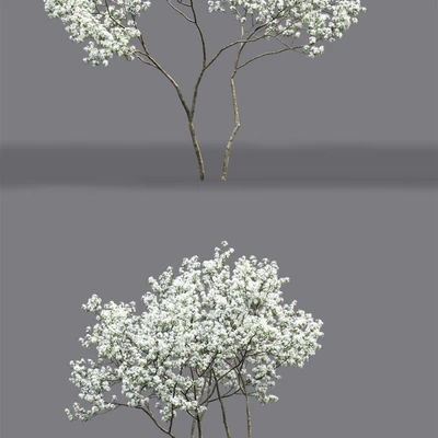 Amelanchier — Ver 3