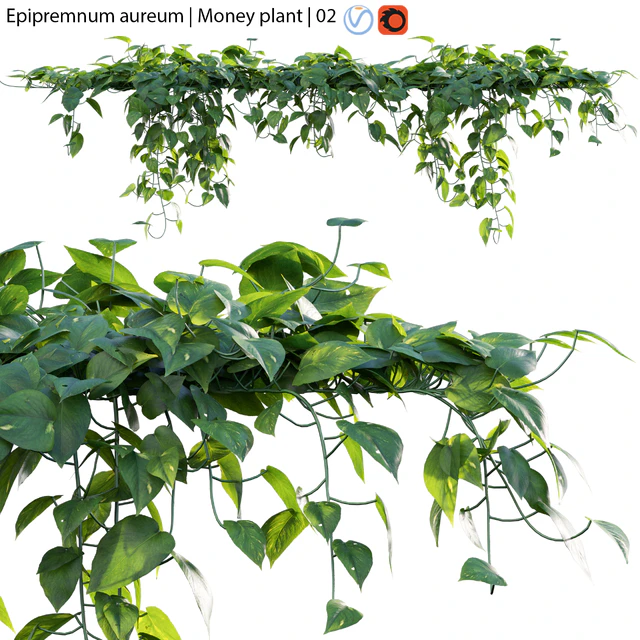 Epipremnum aureum - Money plant - 02 — Descargar