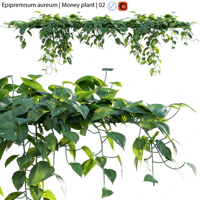 Epipremnum aureum - Money plant - 02 — Descargar