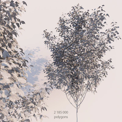Young Tree — Вид 2